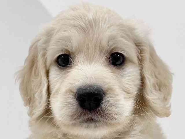 奈良県のゴールデンドゥードゥル(ゴールデン×プードル) (ひごペットフレンドリーイオンモール橿原ウエストビレッジ店/2025年8月24日生まれ/女の子/ゴールデン)の子犬の1枚目の画像