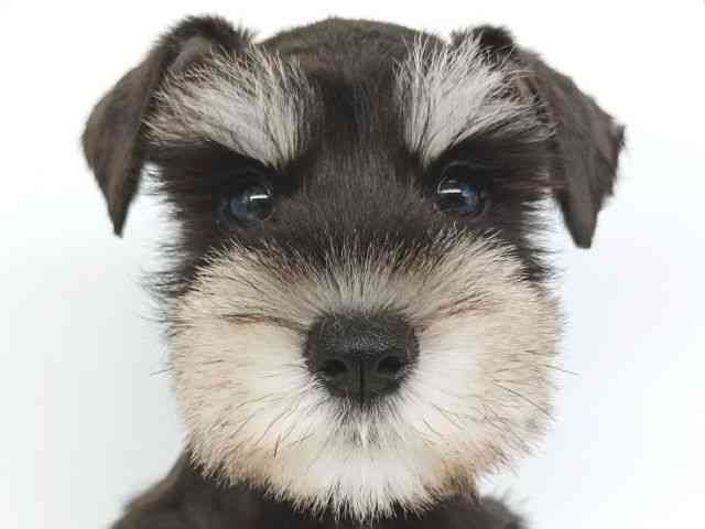 大阪府のミニチュアシュナウザー (ひごペットフレンドリー泉ヶ丘店/2025年8月22日生まれ/女の子/ブラックシルバー)の子犬