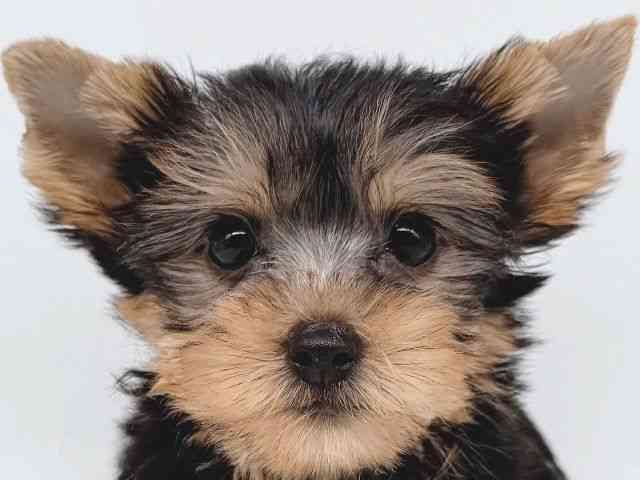 大阪府のヨークシャーテリア (ひごペットフレンドリー瓜破店/2025年8月24日生まれ/男の子/スチールブルータン)の子犬の1枚目の画像