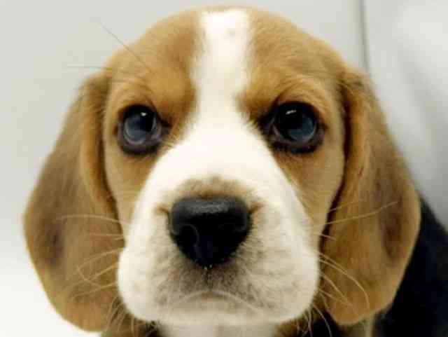 大阪府のビーグル (ひごペットフレンドリーみのおキューズモール店/2025年8月23日生まれ/男の子/ブラックホワイトタン)の子犬の1枚目の画像