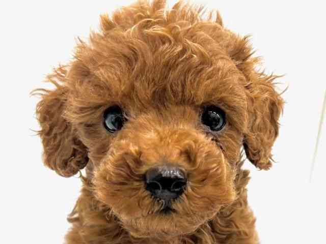 大阪府のトイプードル(トイ) (ひごペットフレンドリーイオンタウン茨木太田店/2025年8月16日生まれ/男の子/レッド)の子犬の1枚目の画像