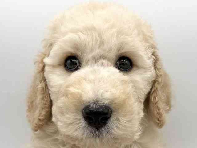 大阪府のスタンダードプードル (ひごペットフレンドリーららぽーとEXPOCITY店/2025年8月23日生まれ/男の子/クリーム)の子犬の1枚目の画像