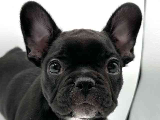 愛知県のフレンチブルドッグ (ひごペットフレンドリープライムツリー赤池店/2025年8月16日生まれ/男の子/ブラック)の子犬の1枚目の画像