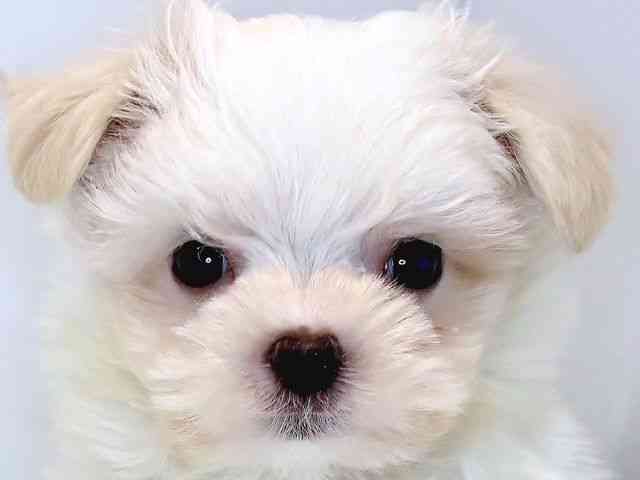 奈良県のマルチーズ (ひごペットフレンドリー奈良パワーシティ店/2025年8月20日生まれ/男の子/ホワイト)の子犬の1枚目の画像