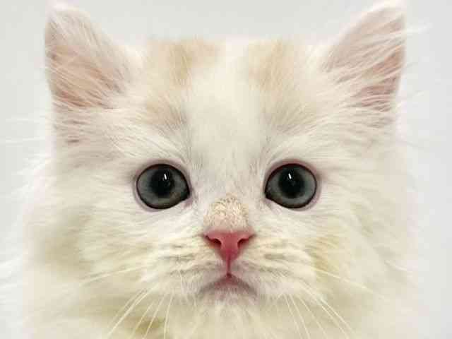 高知県のスコティッシュフォールド (ひごペットフレンドリーイオンモール高知店/2025年8月24日生まれ/男の子/レッドタビーホワイトバン)の子猫の1枚目の画像