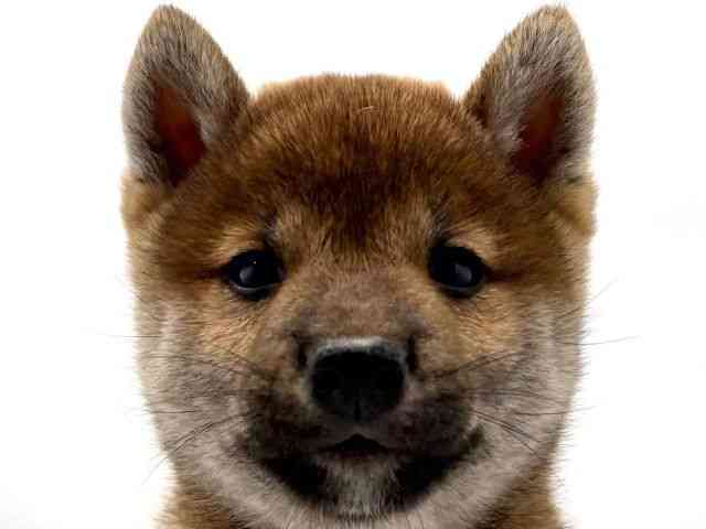 大阪府の柴犬(標準サイズ) (ひごペットフレンドリー東淀川店/2025年8月23日生まれ/男の子/赤)の子犬の1枚目の画像