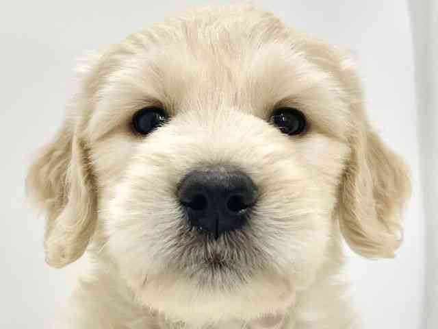 高知県のゴールデンドゥードゥル(ゴールデン×プードル) (ひごペットフレンドリーイオンモール高知店/2025年8月23日生まれ/男の子/クリーム)の子犬の1枚目の画像