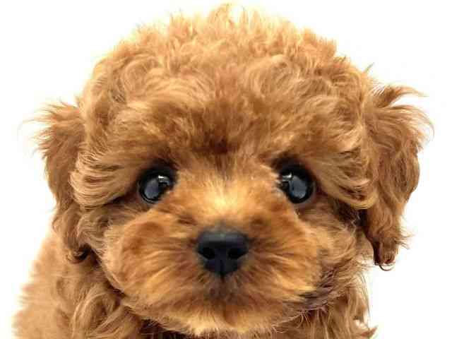 兵庫県のトイプードル(トイ) (ひごペットフレンドリークラウンパーク伊丹店/2025年8月21日生まれ/女の子/レッド)の子犬の1枚目の画像