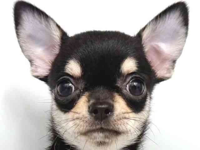 大阪府のチワワ(スムース) (ひごペットフレンドリー岸和田店/2025年8月24日生まれ/女の子/ブラッククリームホワイト)の子犬の1枚目の画像