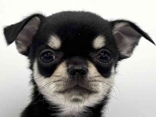 大阪府のチワワ(スムース) (ひごペットフレンドリー岸和田店/2025年8月24日生まれ/女の子/ブラッククリームホワイト)の子犬の1枚目の画像