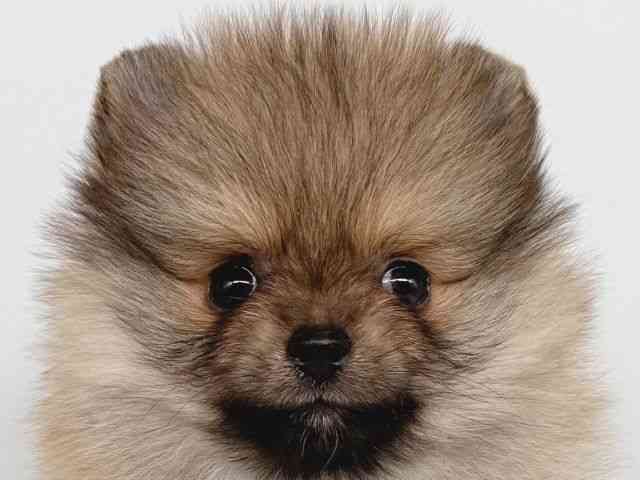 大阪府のポメラニアン (ひごペットフレンドリー瓜破店/2025年8月24日生まれ/女の子/オレンジ)の子犬の1枚目の画像