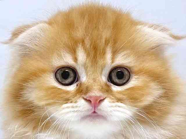 奈良県のスコティッシュフォールド (ひごペットフレンドリー奈良パワーシティ店/2025年8月23日生まれ/男の子/レッドタビー)の子猫の1枚目の画像