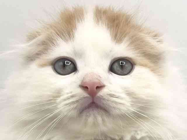 京都府のスコティッシュフォールド (ひごペットフレンドリーイオンモール高の原店/2025年8月24日生まれ/男の子/レッドタビーホワイトバン)の子猫の1枚目の画像