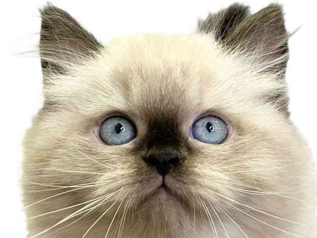 愛媛県のヒマラヤン (ひごペットフレンドリーエミフルMASAKI店/2025年8月23日生まれ/男の子/シールポイント)の子猫の1枚目の画像