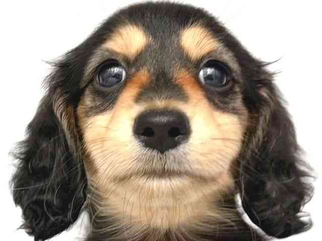 大阪府のミニチュアダックスフンド(ロング) (ひごペットフレンドリー岸和田店/2025年8月23日生まれ/男の子/ブラックイエロー)の子犬の1枚目の画像