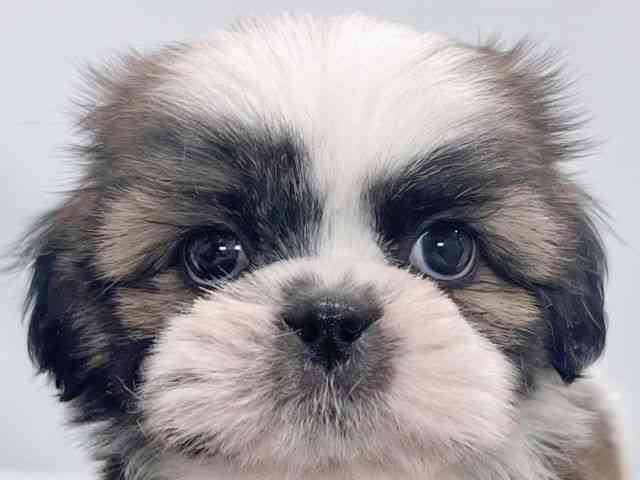 大阪府のシーズー (ひごペットフレンドリーイズミヤショッピングセンター千里丘店/2025年8月24日生まれ/男の子/ホワイトゴールド)の子犬