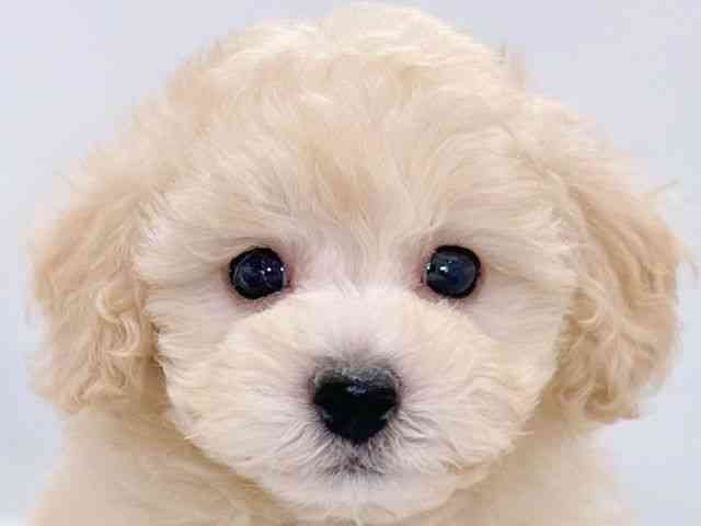 大阪府のトイプードル(トイ) (ひごペットフレンドリーイズミヤショッピングセンター千里丘店/2025年8月23日生まれ/男の子/クリーム)の子犬