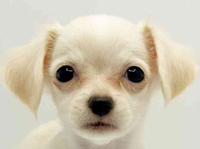 大阪府のチワックス(チワワ×ダックス) (ひごペットフレンドリーみのおキューズモール店/2025年8月24日生まれ/女の子/クリーム)の子犬の1枚目の画像