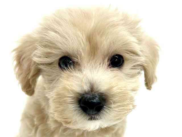 大阪府のハーフ犬・ミックス犬 (ひごペットフレンドリーくずはモール店/2025年8月22日生まれ/男の子/クリーム)の子犬の1枚目の画像