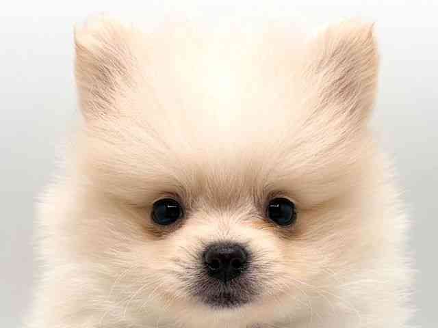 奈良県のポメラニアン (ひごペットフレンドリー田原本店/2025年8月25日生まれ/男の子/クリーム)の子犬の1枚目の画像