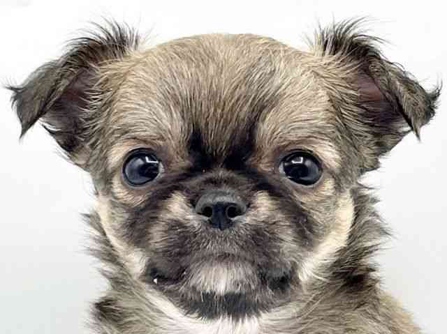 奈良県のチワワ(ロング) (ひごペットフレンドリートナリエ大和高田店/2025年8月23日生まれ/女の子/フォーン)の子犬の1枚目の画像