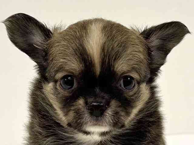 愛知県のチワワ(ロング) (ひごペットフレンドリーイトーヨーカドー知多店/2025年8月24日生まれ/男の子/フォーンホワイト)の子犬の1枚目の画像