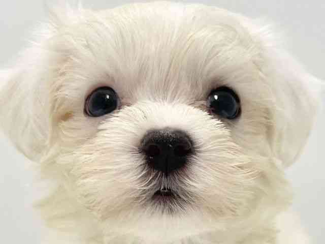 高知県のマルチーズ (ひごペットフレンドリーイオンモール高知店/2025年8月26日生まれ/男の子/ホワイト)の子犬の1枚目の画像