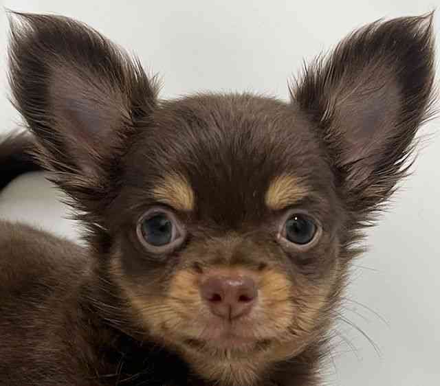 和歌山県のチワワ(ロング) (ひごペットフレンドリーパームシティ和歌山店/2025年8月21日生まれ/男の子/チョコレートタン)の子犬の1枚目の画像