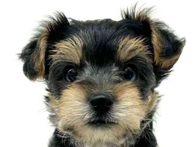 兵庫県のマルキー/マルヨーキー(マルチーズ×ヨークシャーテリア) (ひごペットフレンドリーブルメールHAT神戸店/2025年8月25日生まれ/男の子/ブラック)の子犬の1枚目の画像