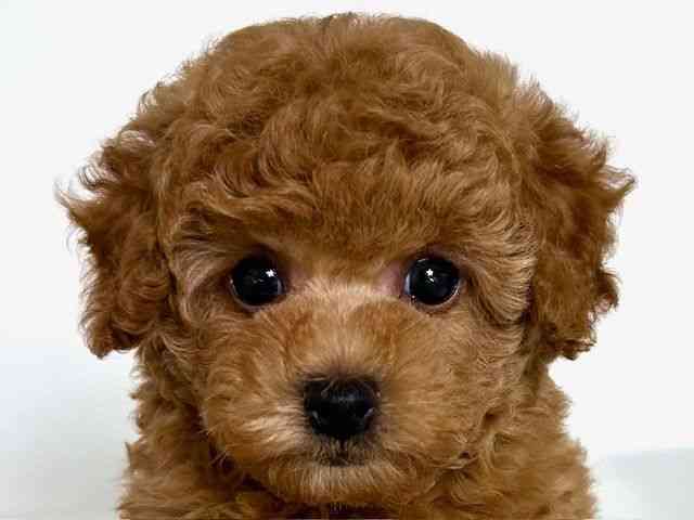 大阪府のトイプードル(トイ) (ひごペットフレンドリーアクロスプラザ住之江店/2025年8月25日生まれ/女の子/レッド)の子犬