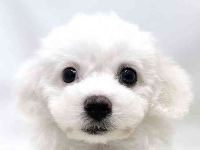 広島県のビションフリーゼ (ひごペットフレンドリーゆめタウン廿日市店/2025年8月18日生まれ/女の子/ホワイト)の子犬の1枚目の画像