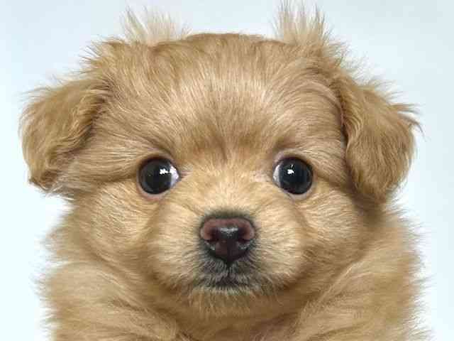 大阪府のポメプー(ポメラニアン×プードル) (ひごペットフレンドリーアクロスプラザ住之江店/2025年8月25日生まれ/女の子/ゴールド)の子犬