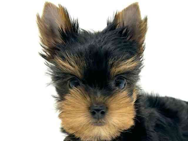 兵庫県のヨークシャーテリア (ひごペットフレンドリーブルメールHAT神戸店/2025年8月26日生まれ/女の子/スチールブルータン)の子犬の1枚目の画像