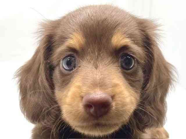 京都府のカニンヘンダックスフンド(ロング) (ひごペットフレンドリー洛北阪急スクエア店/2025年8月25日生まれ/男の子/チョコレートタン)の子犬の1枚目の画像