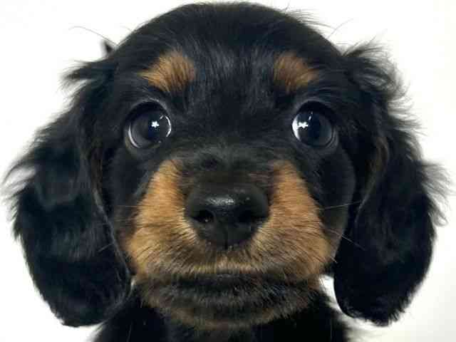 大阪府のミニチュアダックスフンド(ロング) (ひごペットフレンドリーアクロスプラザ住之江店/2025年8月26日生まれ/男の子/ブラックタン)の子犬