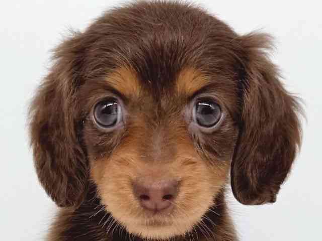 大阪府のミニチュアダックスフンド(ロング) (ひごペットフレンドリー瓜破店/2025年8月26日生まれ/女の子/チョコレートタン)の子犬