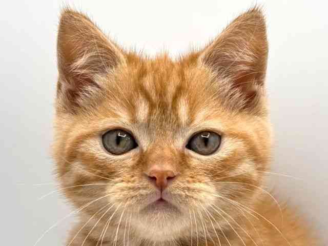 奈良県のスコティッシュフォールド (ひごペットフレンドリー田原本店/2025年8月23日生まれ/男の子/レッドタビー)の子猫の1枚目の画像