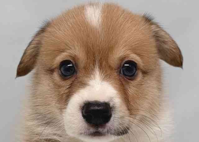 鳥取県のウェルシュコーギーペンブローク (ひごペットフレンドリーイオンモール鳥取北店/2025年8月24日生まれ/男の子/レッドホワイト)の子犬の1枚目の画像