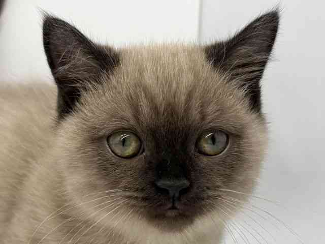 徳島県のマンチカン (ひごペットフレンドリーゆめタウン徳島店/2025年8月18日生まれ/男の子/シールリンクスポイント)の子猫の1枚目の画像