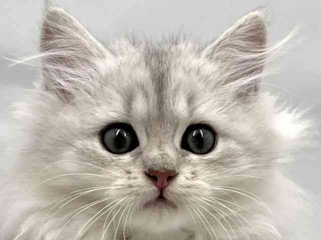 大阪府のマンチカン (ひごペットフレンドリー東淀川店/2025年8月18日生まれ/女の子/チンチラシルバー)の子猫