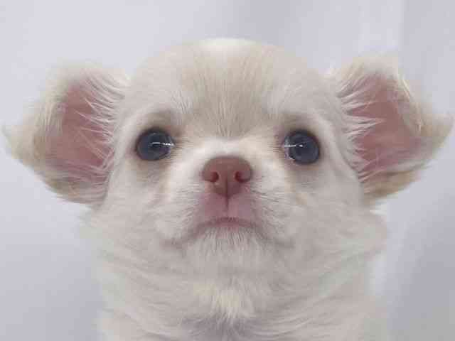 兵庫県のチワワ(ロング) (ひごペットフレンドリーイオンタウン加古川店/2025年8月26日生まれ/女の子/クリームホワイト)の子犬の1枚目の画像