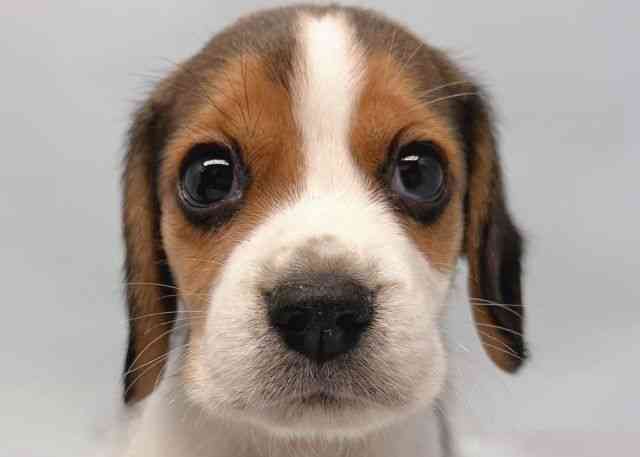 鳥取県のビーグル (ひごペットフレンドリーイオンモール鳥取北店/2025年8月26日生まれ/女の子/ホワイトブラックタン)の子犬の1枚目の画像