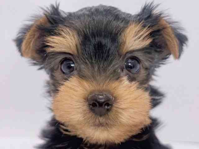 大阪府のヨークシャーテリア (ひごペットフレンドリーイズミヤショッピングセンター千里丘店/2025年8月24日生まれ/女の子/スチールブルータン)の子犬