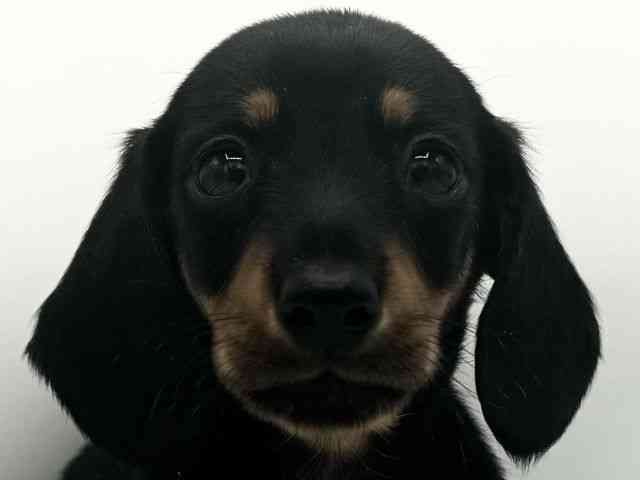 大阪府のミニチュアダックスフンド(スムース) (ひごペットフレンドリーららぽーとEXPOCITY店/2025年8月27日生まれ/男の子/ブラックタン)の子犬