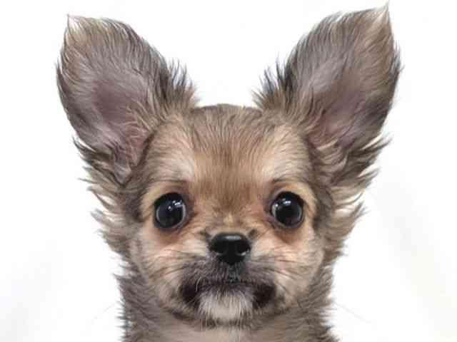 広島県のチワワ(ロング) (ひごペットフレンドリーゆめタウン廿日市店/2025年8月25日生まれ/女の子/レッド)の子犬の1枚目の画像