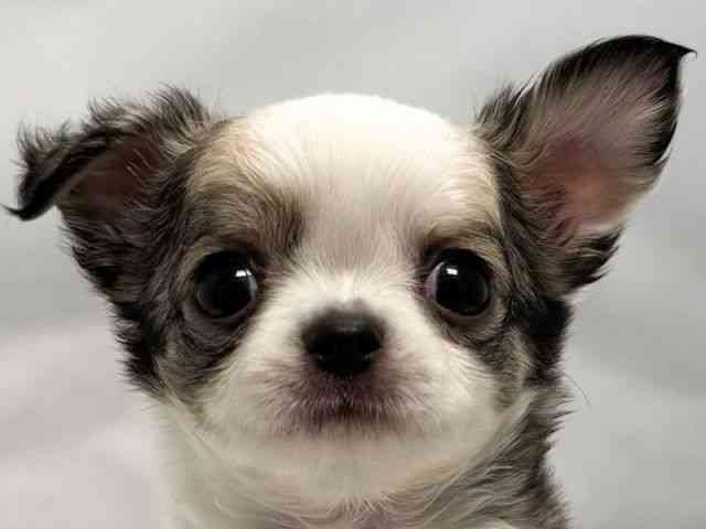 大阪府のチワワ(ロング) (ひごペットフレンドリー堺プラットプラット店/2025年8月26日生まれ/女の子/フォーンホワイト)の子犬の1枚目の画像