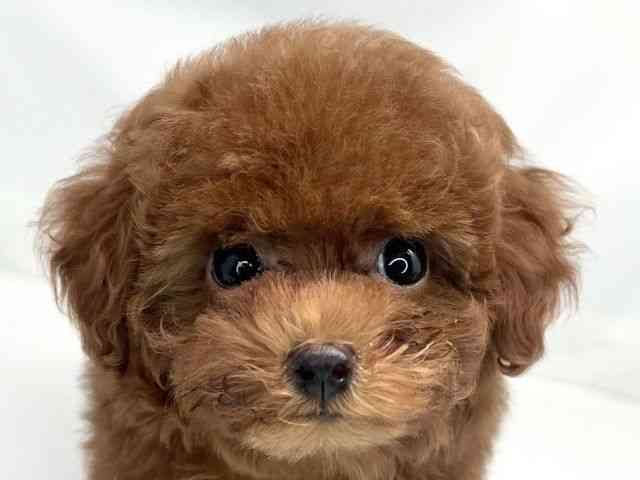 京都府のトイプードル(トイ) (ひごペットフレンドリー洛北阪急スクエア店/2025年8月18日生まれ/女の子/レッド)の子犬の1枚目の画像