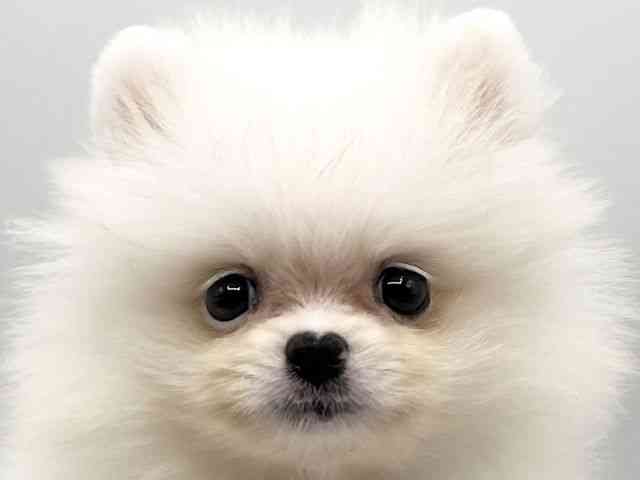 京都府のポメラニアン (ひごペットフレンドリーイオンモール高の原店/2025年8月28日生まれ/男の子/クリーム)の子犬の1枚目の画像