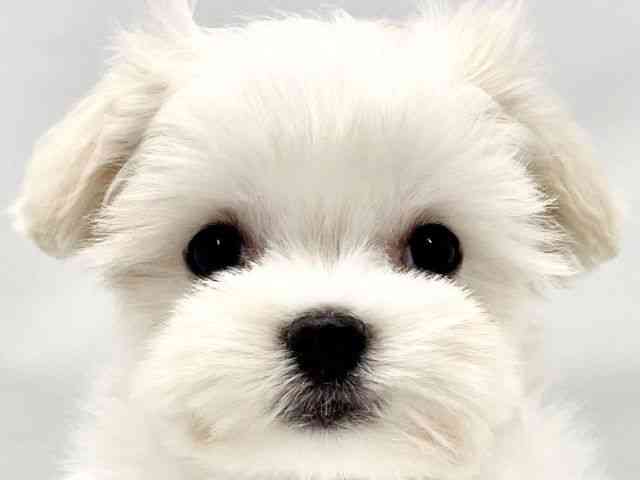 大阪府のマルチーズ (ひごペットフレンドリー東淀川店/2025年8月25日生まれ/男の子/ホワイト)の子犬