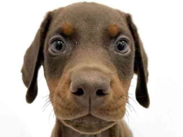 大阪府のドーベルマン (ひごペットフレンドリーイオンタウン茨木太田店/2025年8月27日生まれ/男の子/チョコレートタン)の子犬の1枚目の画像